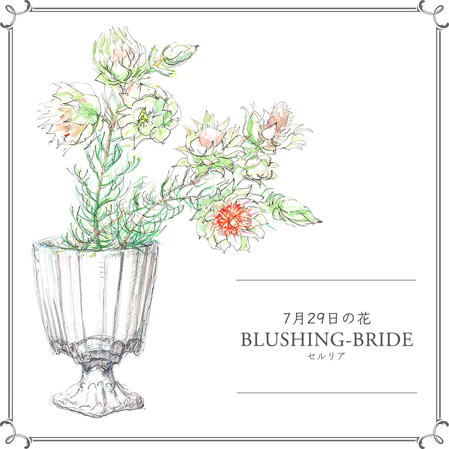 7月29日の花 セルリア ダイアナ妃のブーケに選ばれた優美な花 今日 花を飾るなら ブルームカレンダー