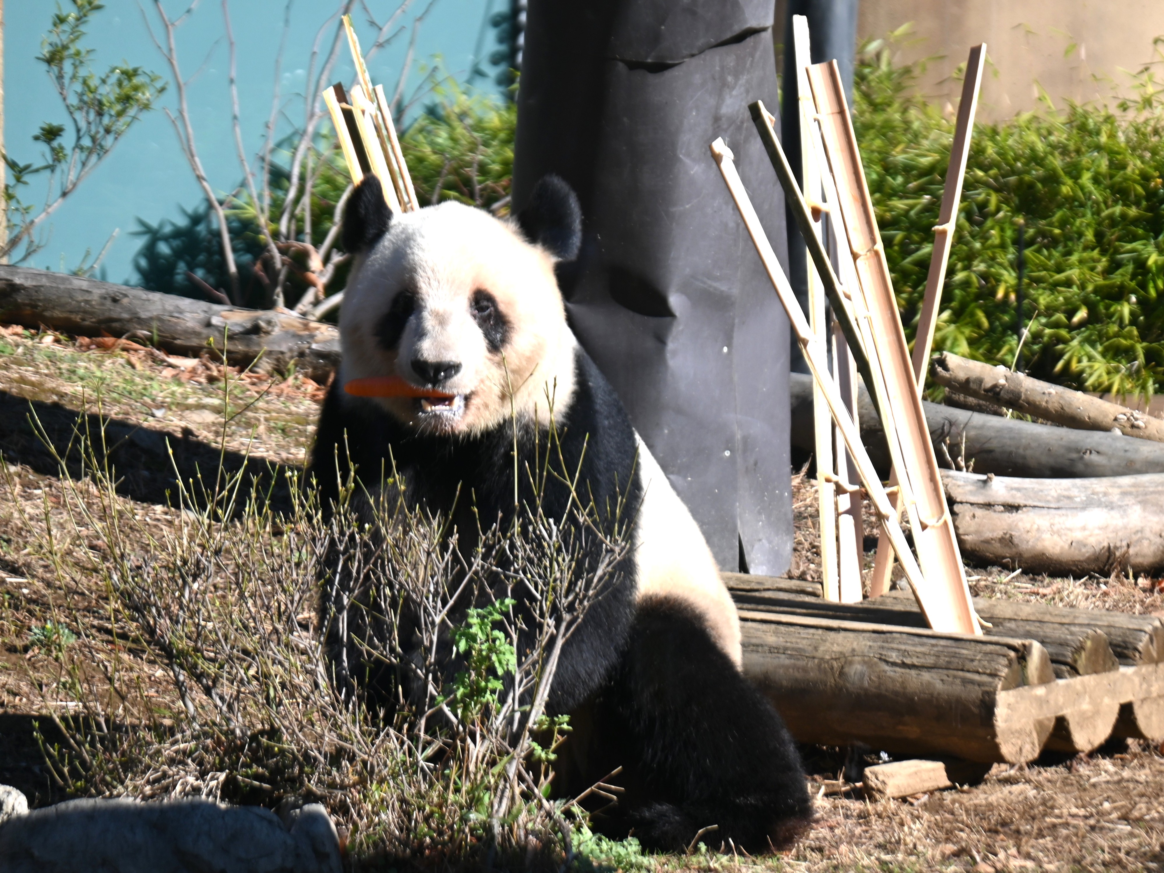 中国に帰ってくるパンダは…」上野動物園が得た“知識”と“新たな試み