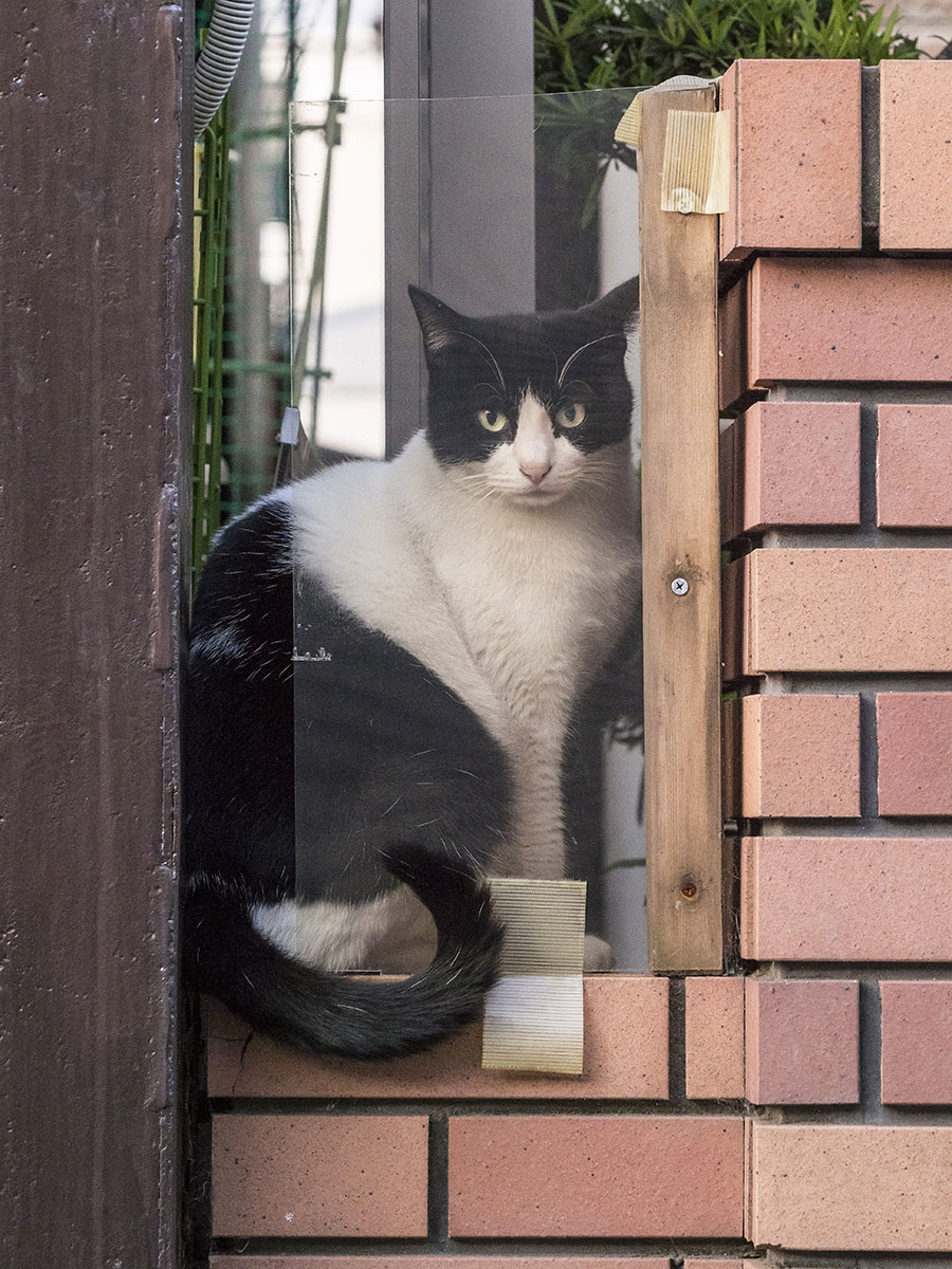 猫もアクリル板越しが当たり前 感染対策 は大切なのニャ 佐々木まことの犬猫脱力写真館