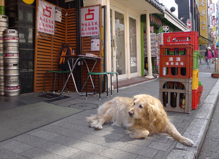 横浜中華街の看板ネコ店長 サバトラ柄のsavaに会う 梅津有希子の商店街ネコ探訪