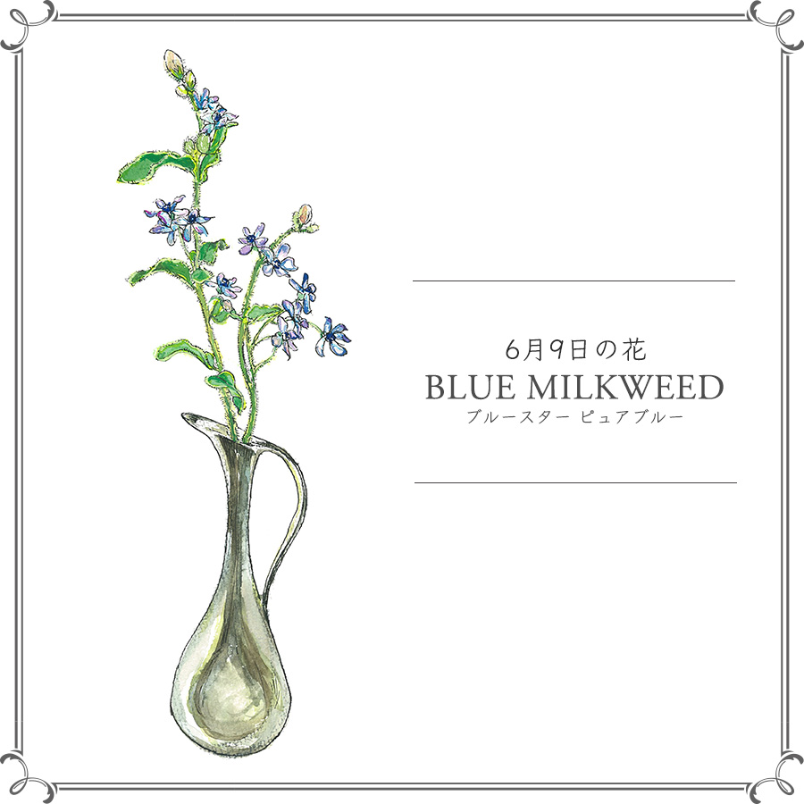 6月9日の花 ピュアブルー 幸せを願い美しい青のブルースターを 記事詳細 Infoseekニュース