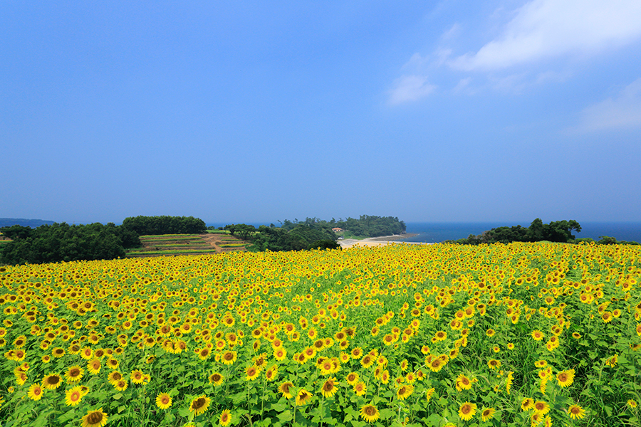 大分県 夏の絶景 風物詩5選 岬一帯に咲き誇るヒマワリの花畑 いつか行きたい 日本にしかない風景 再発見