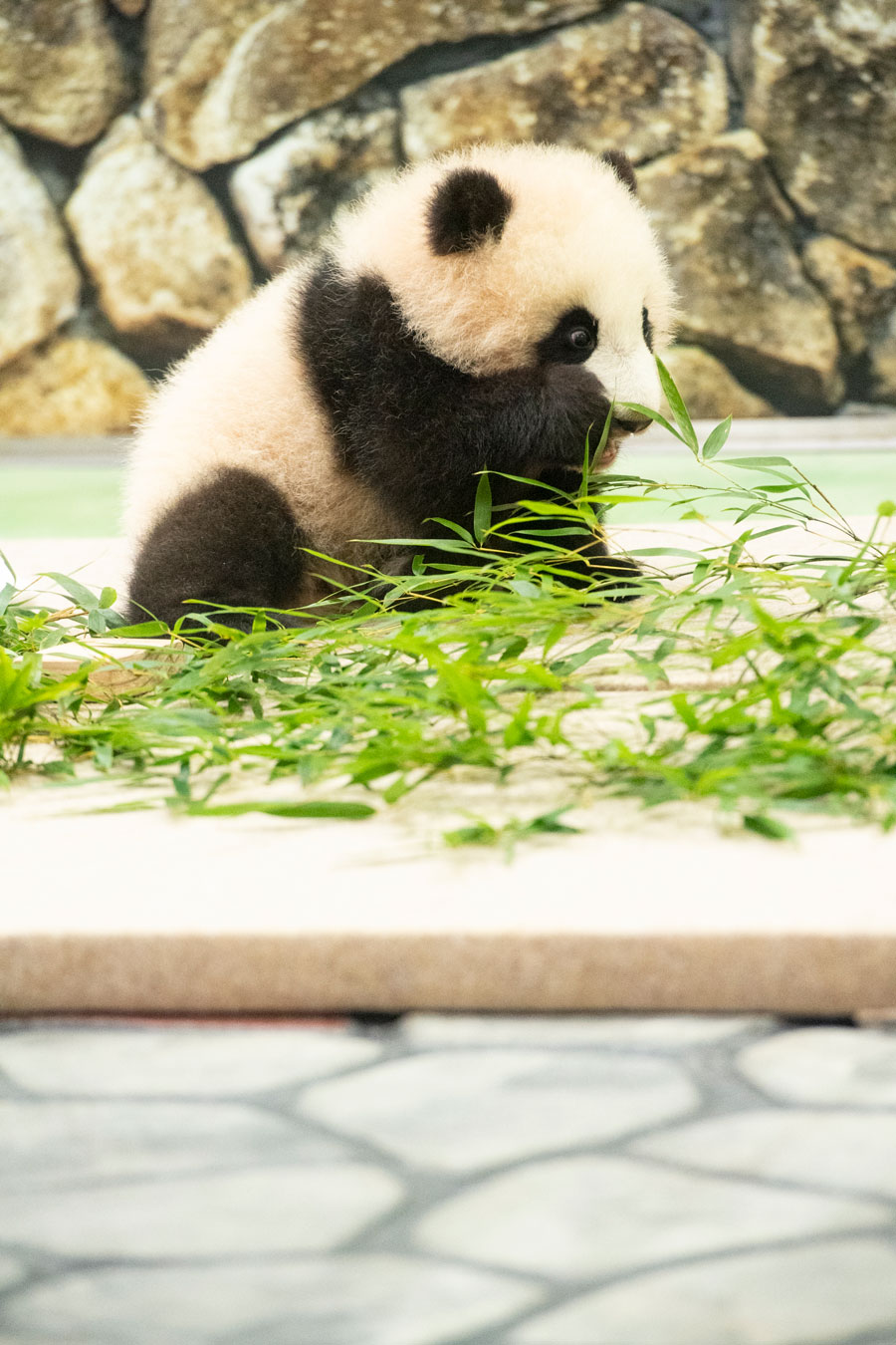 甘えんぼのベビーパンダにキュン 続々誕生 動物園の赤ちゃんたち 写真 23枚目
