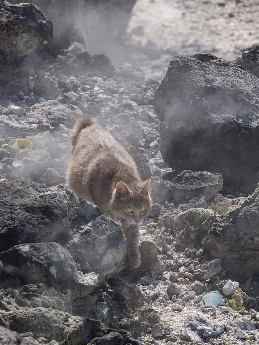 湯煙に紛れて野良猫が地獄めぐり 地獄 ならぬ 極楽 なのニャ 佐々木まことの犬猫脱力写真館