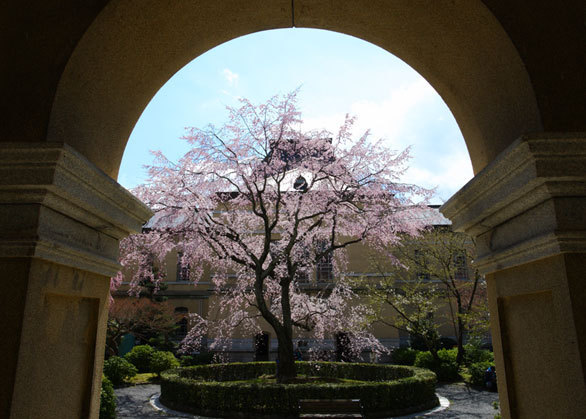 ルネサンス様式の京都府庁旧本館に咲く容保桜と祇園枝垂桜