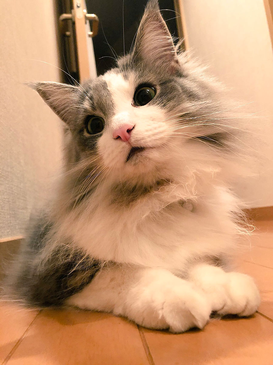 4ページ目 ファニーフェイスな猫大集合 Creaかわいいニャングランプリ発表 Crea編集部主催 かわいいニャンgp 4ページ目 ファニーフェイスな猫大集合 Creaかわいいニャングランプリ発表 Crea編集部主催 かわいいニャンgp