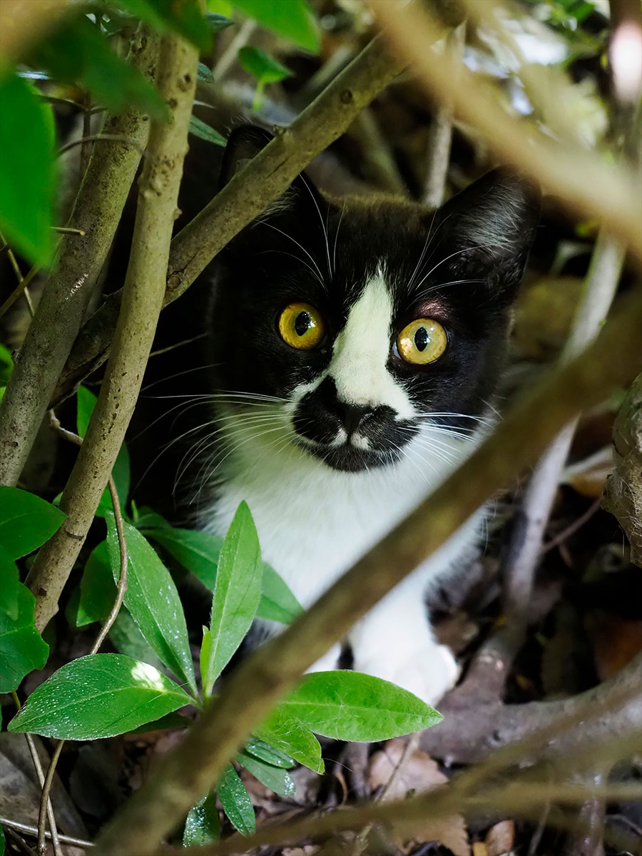 猫を可愛くイキイキと撮るコツは プロカメラマンが教える簡単テク ２ 佐々木まことの犬猫脱力写真館