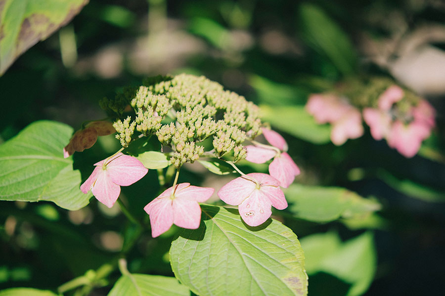 あの花の名前 知っていますか 毎日が楽しくなる 秋の野草さんぽ 写真 15枚目