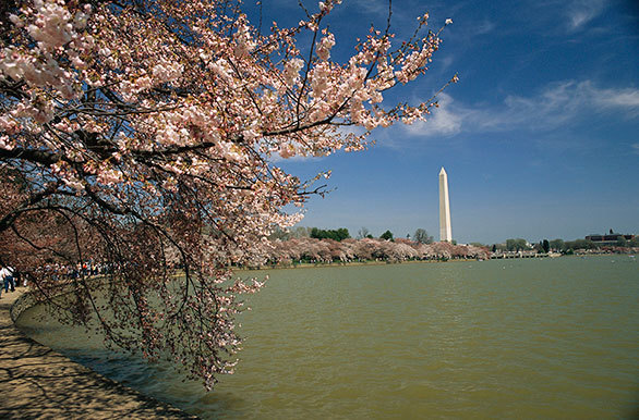 日本を愛した女性ジャーナリストが ワシントン名物の桜並木を誕生させた 今日の絶景