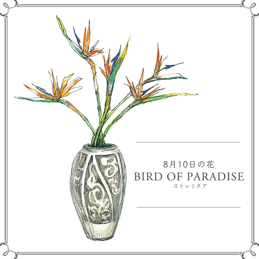 8月10日の花 ストレリチア 別名は極楽鳥花 エキゾチックでクール 今日 花を飾るなら ブルームカレンダー