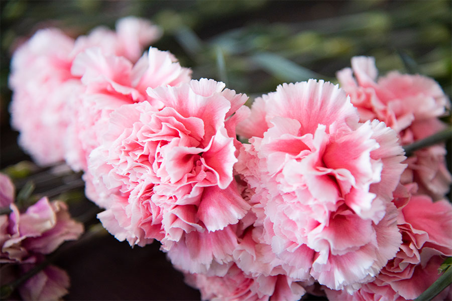 3ページ目 母の日のカーネーションを賢くゲット 安く買える期間 新鮮な花の見分け方 新しい私を 花と Playful Flower Life