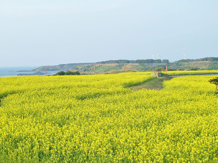 長崎県 22年版 春の絶景 風物詩5選 菜の花と青海の色彩美が幻想的な景色 Crea Web 休眠から目覚めた木や草が花を咲かせ 景 ｄメニューニュース Nttドコモ