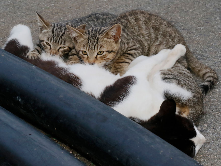 佐々木まことの犬猫脱力写真館 チビ猫の おっぱいテイスティング 佐々木まことの犬猫脱力写真館