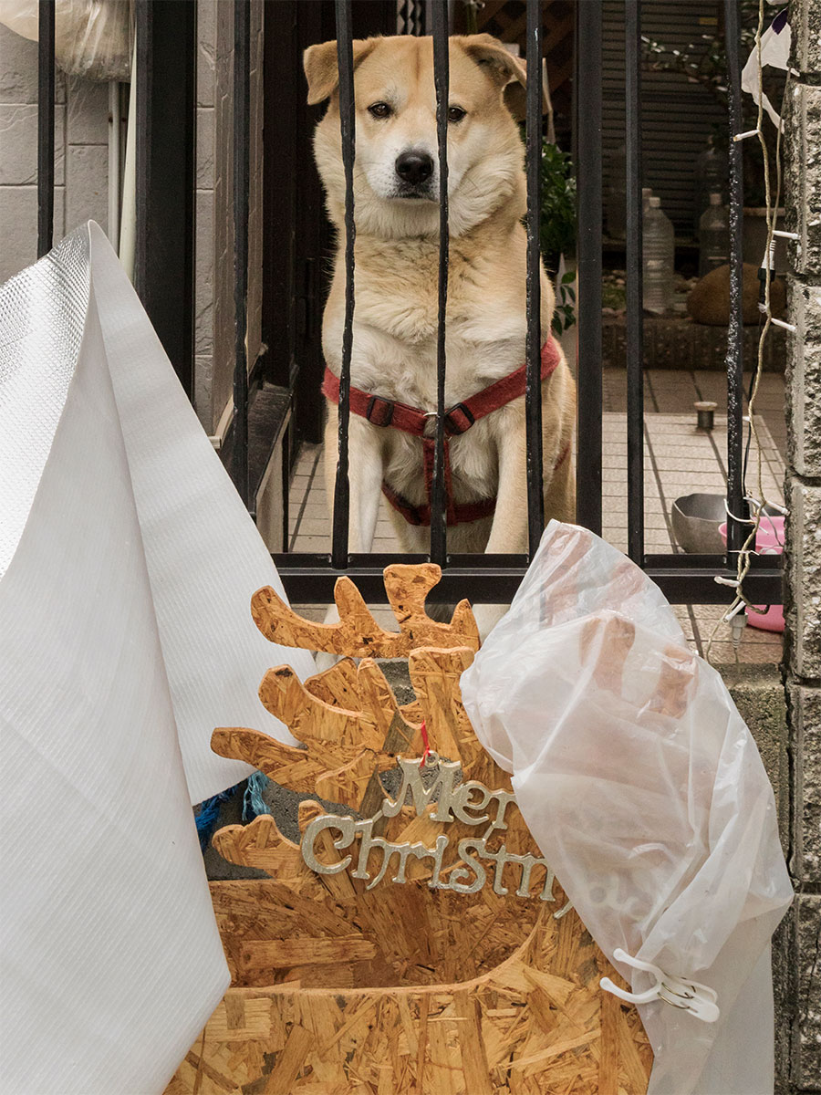 わんこが熱い視線を送るその先には クリスマスが待ち遠しいワン 佐々木まことの犬猫脱力写真館