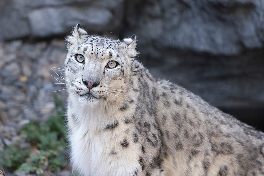 猛暑の旭川市 旭山動物園 可愛い動物親子 夏休み姿をレポート 可愛さと癒やしが盛りだくさん突撃 モフモフ動物園 写真 24枚目