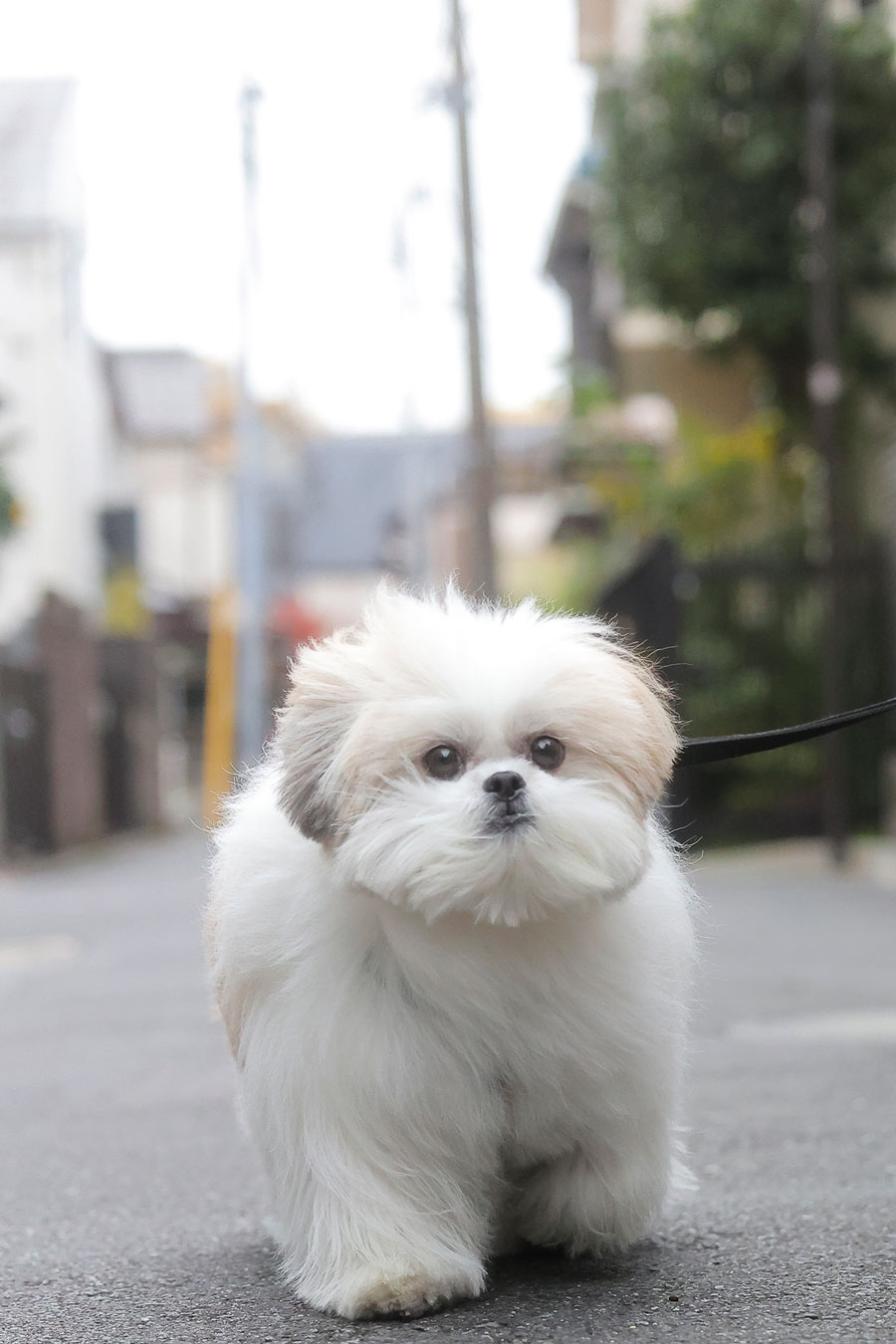 Instagramで大人気 関 由香 おもしろ犬モコゾウの写真展開催