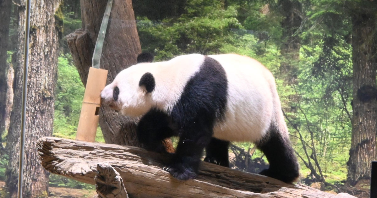 リーリーは比較的すぐ…シンシンは時には装置を」上野動物園がパンダの