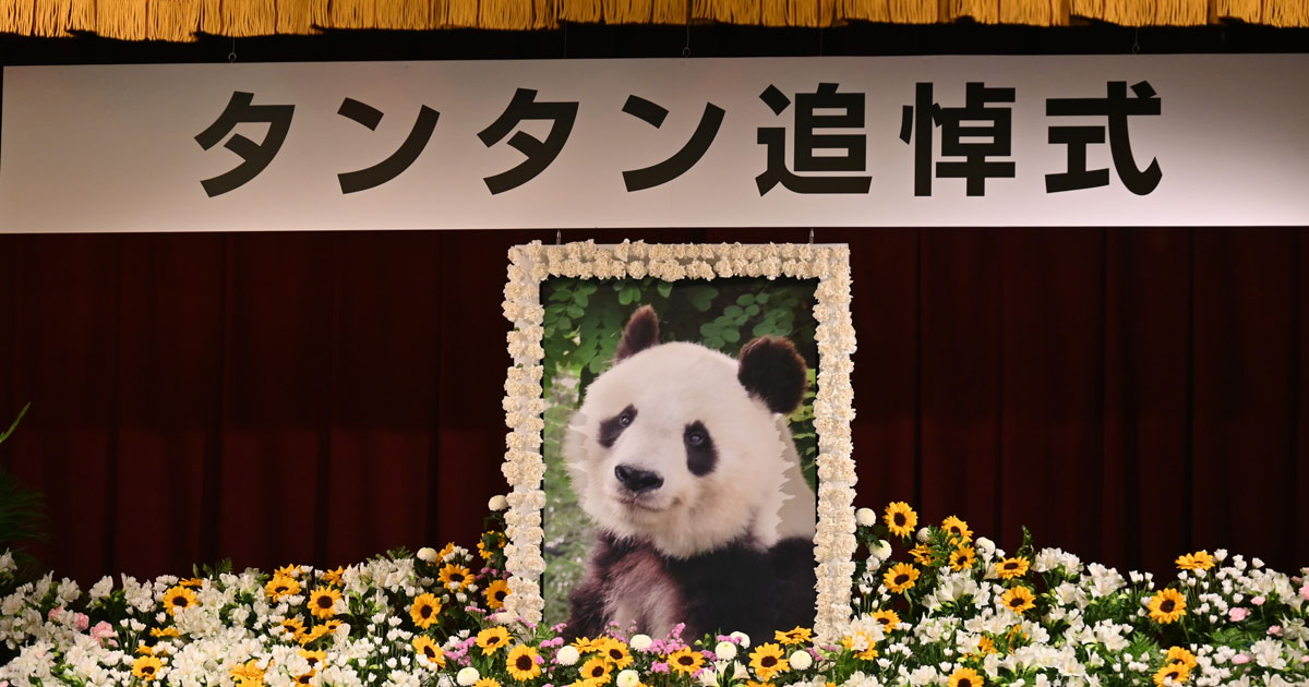 タンタンのおかげで「長生きできるパンダが増えるのでは」王子動物園で