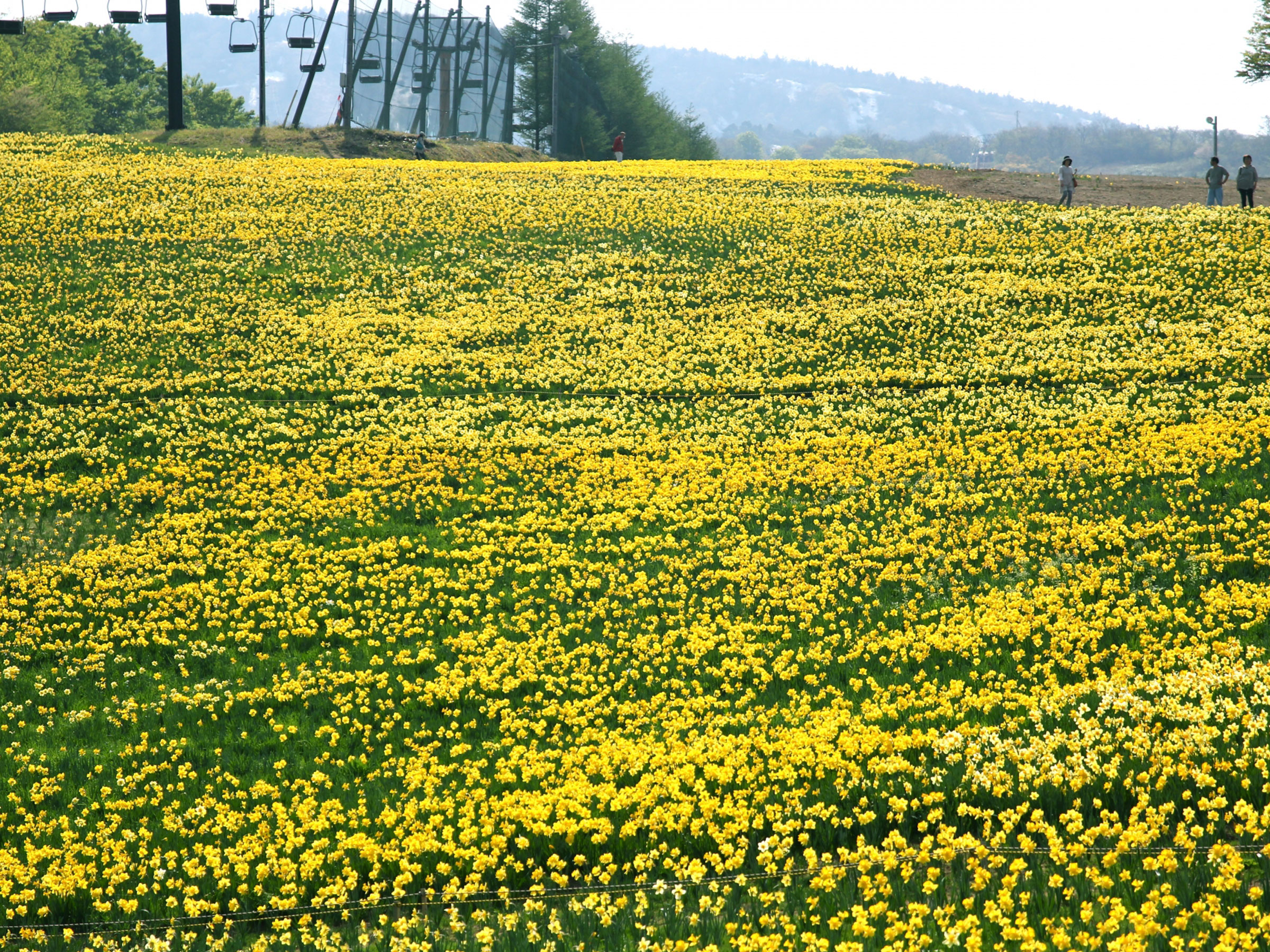 【宮城県】春の絶景・風物詩5選 春のゲレンデに広がる黄色の絨毯