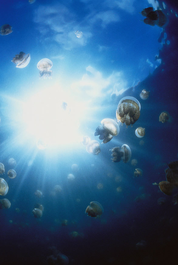 数百万匹のクラゲと一緒に泳げる パラオのジェリーフィッシュレイク 今日の絶景