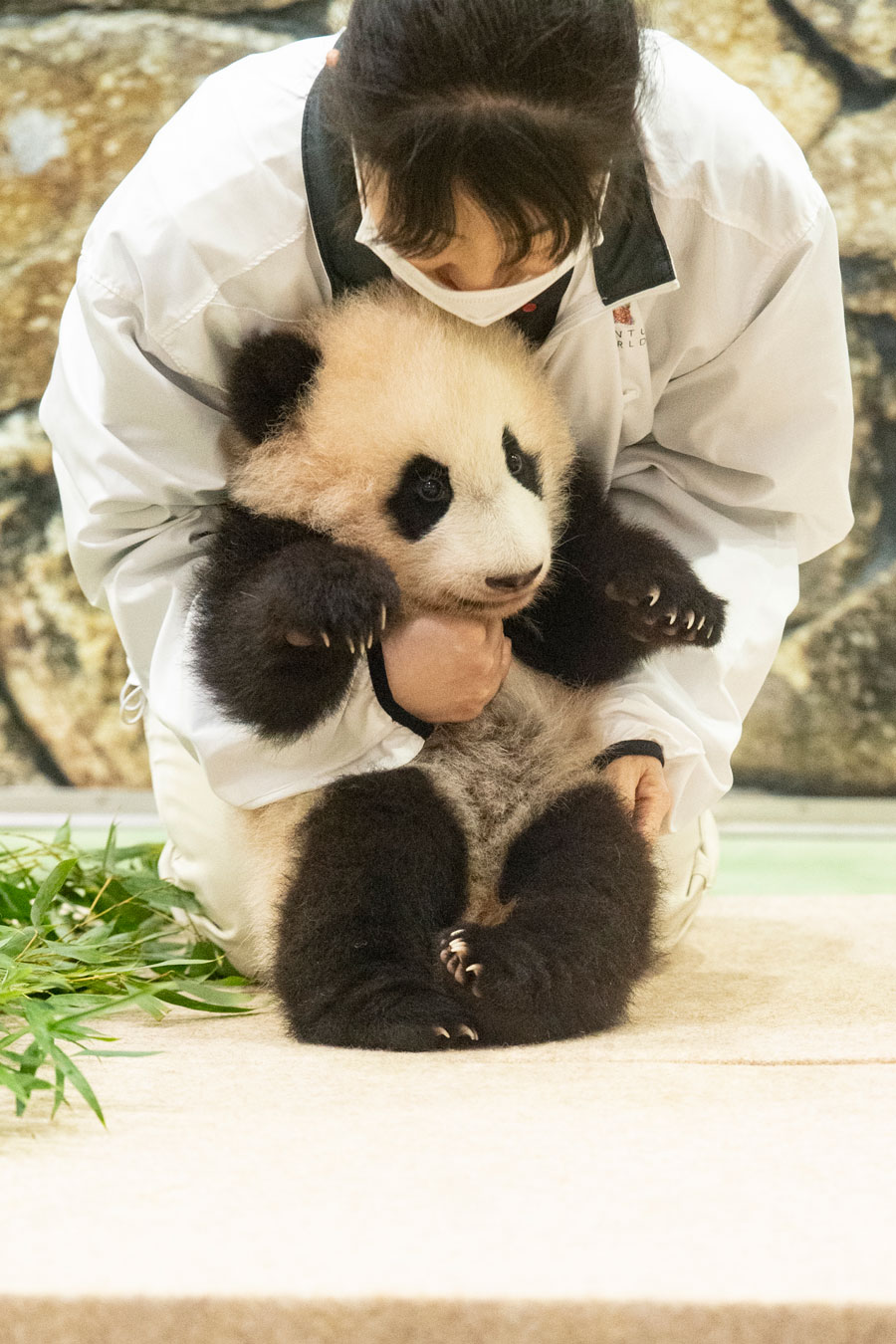 甘えんぼのベビーパンダにキュン 続々誕生 動物園の赤ちゃんたち