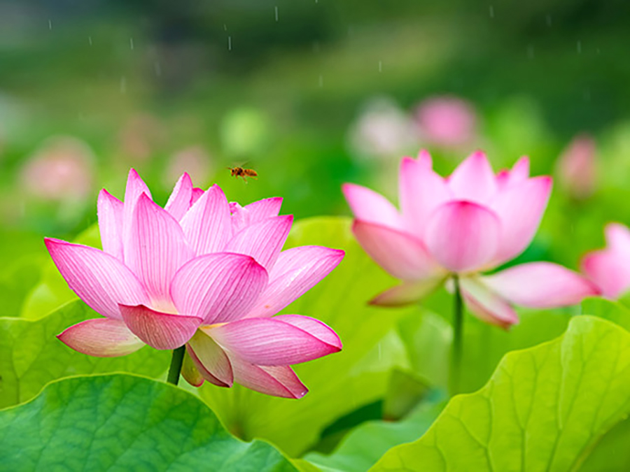 3ページ目 大分県 21年版 夏の絶景 風物詩5選 岬一帯に咲き誇るヒマワリの花畑 いつか行きたい 日本にしかない風景 再発見