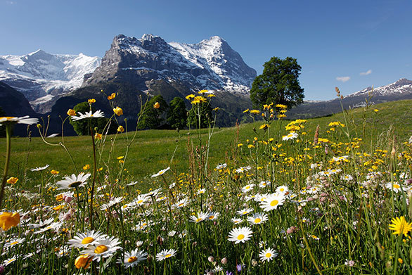 アルプスに抱かれたスイスの高原で 短くも美しく咲き誇る可憐な花々 今日の絶景