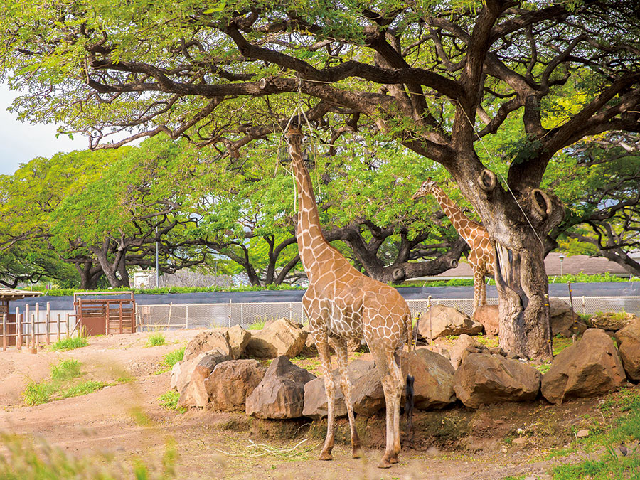 ワイキキから徒歩でほんの10分 ホノルル動物園 は緑のオアシス わざわざ行きたい ハワイのグリーンスポット