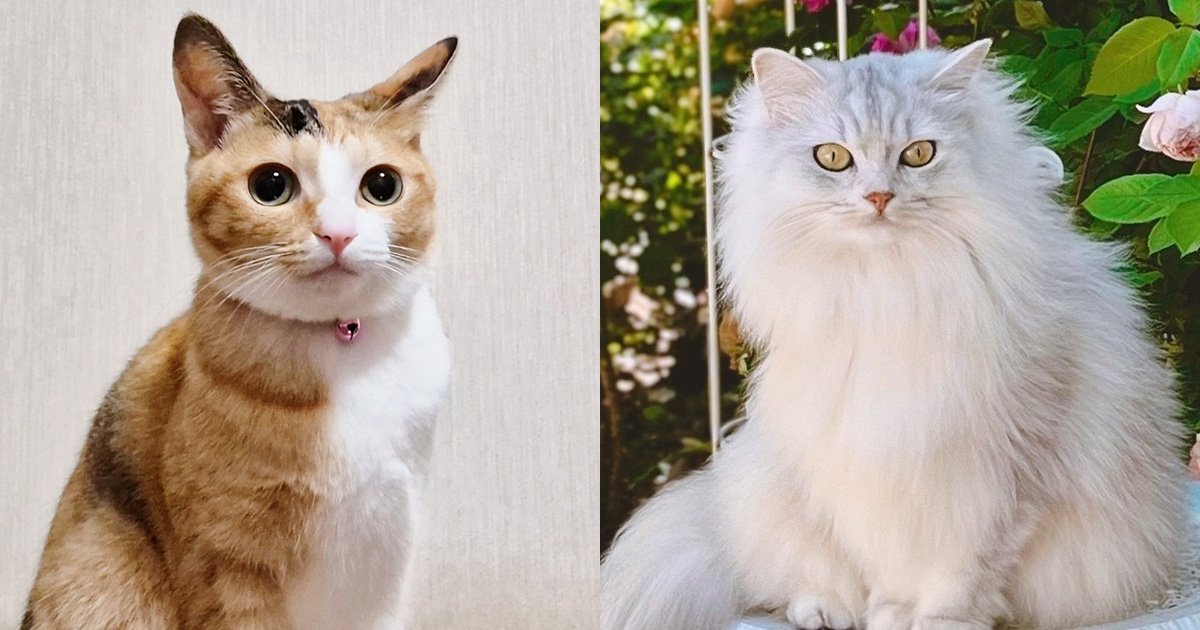 モナ・リザの微笑みから猫界のグレース・ケリーまで…ため息が出るほど