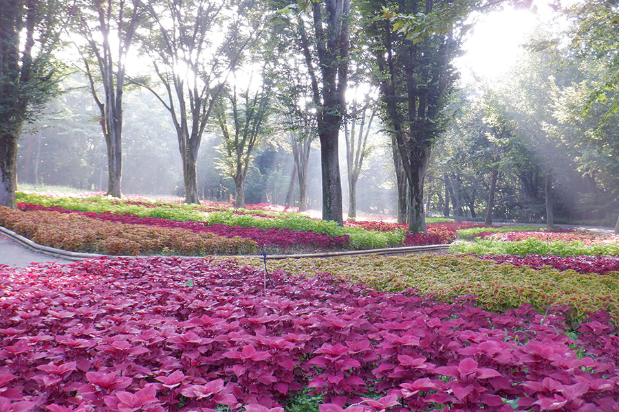 3ページ目 埼玉県 夏の絶景 風物詩5選 公園を鮮やかに彩る一面のあじさい畑 いつか行きたい 日本にしかない風景 再発見