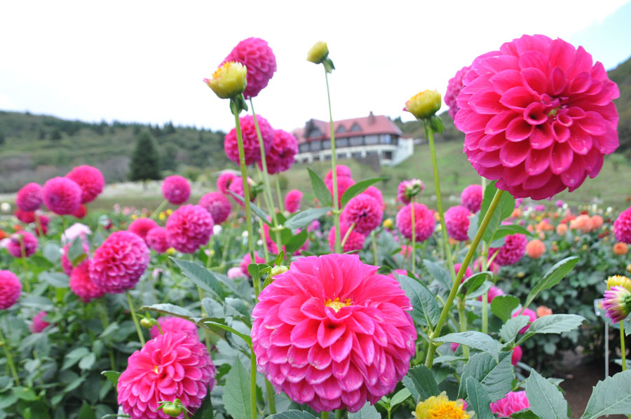 秋田国際ダリア園 日本のみならず世界でも高く評価 美しきダリアの花畑に行ってきた 写真 9枚目