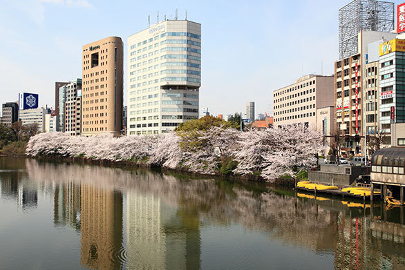 2ページ目 黄色とオレンジの電車が走り抜ける 外濠に沿って続く 市ヶ谷 の桜並木 都心の桜 散策とグルメを楽しむお花見ガイド