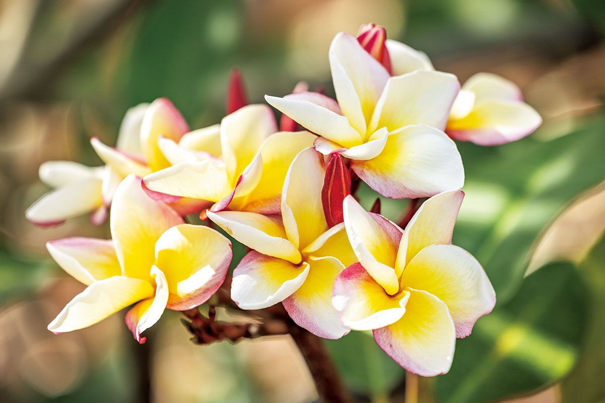 見たことのないハワイ】満開プルメリアの“花のアーチ”と“花の絨毯”が