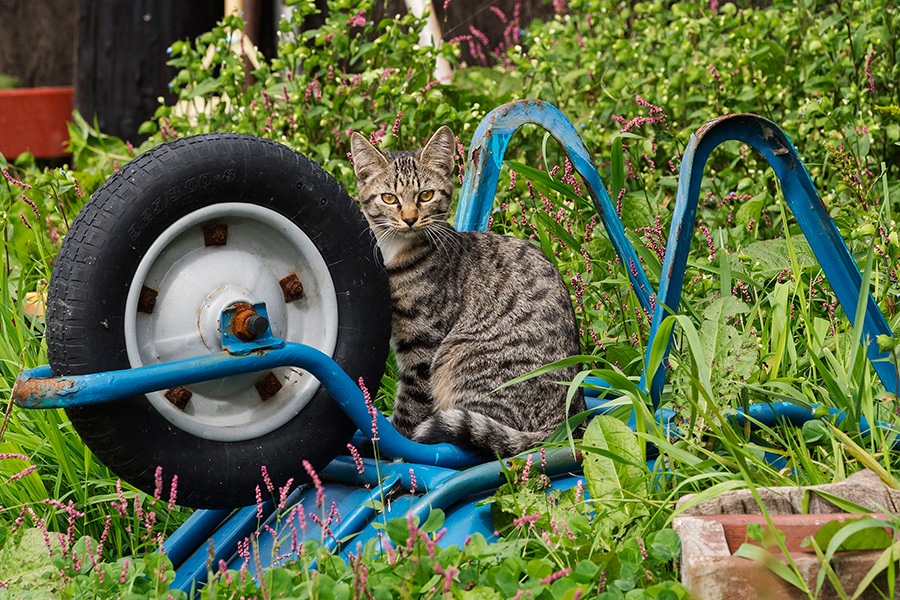 野良猫が真顔でクエスチョン 猫車 って知ってるかニャ 佐々木まことの犬猫脱力写真館