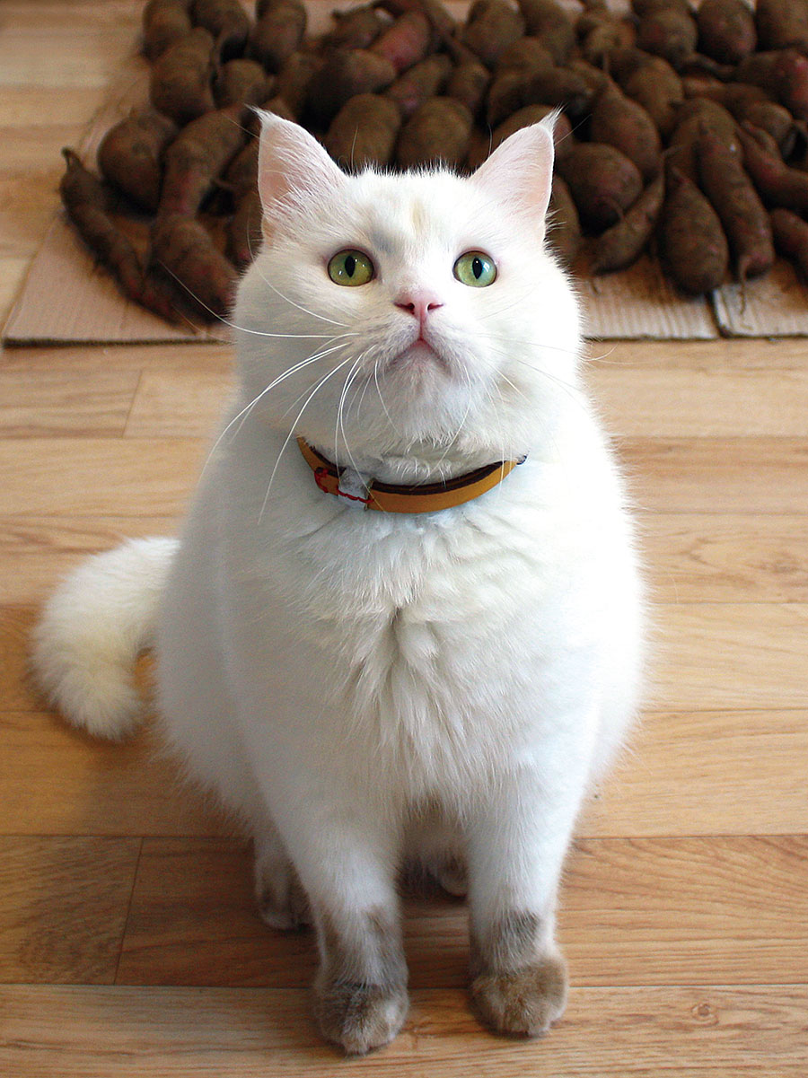 モフモフ白猫に19万人が夢中 韓国で最も有名な 普通の猫 ヒック 写真 7枚目