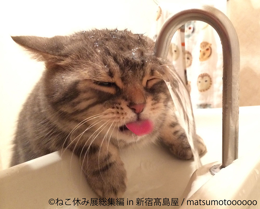 かわいすぎる猫の写真やグッズが集結 新宿高島屋 ねこ休み展 写真 4枚目
