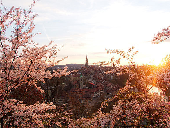 3ページ目 日本から贈られた桜が異国で花咲く 桜越しに眺めるスイスの街並みに感動 気になる世界の街角から