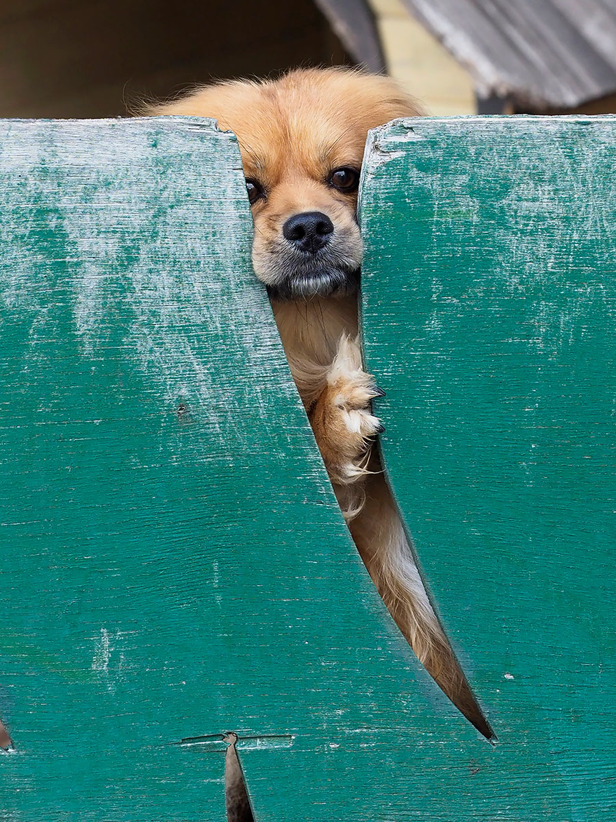 これが伝説の わんこは見た 佐々木まことの犬猫脱力写真館 佐々木まことの犬猫脱力写真館