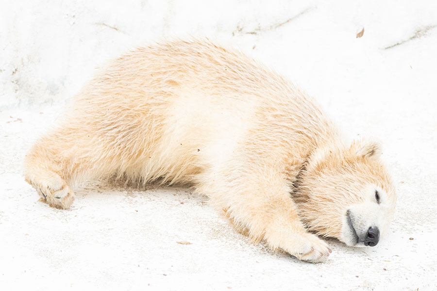 愛らしいホッキョクグマの赤ちゃん 続々誕生 動物園の赤ちゃんたち