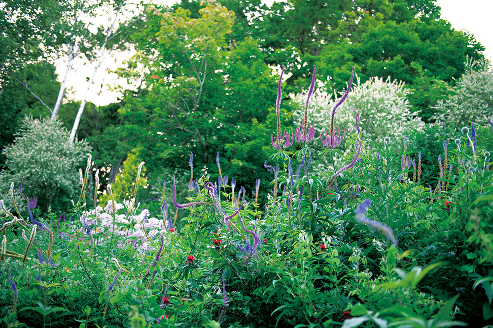 北海道の地が育んだ自活する庭 野生の息吹を感じる花園 陽殖園 大地の鼓動に抱かれる 北海道ガーデン紀行へ