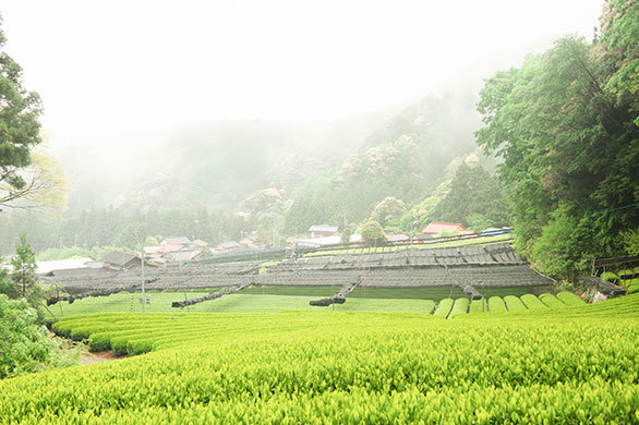 新緑と茶畑のまばゆい絶景を求めて お茶の魅力を五感で感じる静岡旅へ 旬がいっぱい 初夏の静岡へ