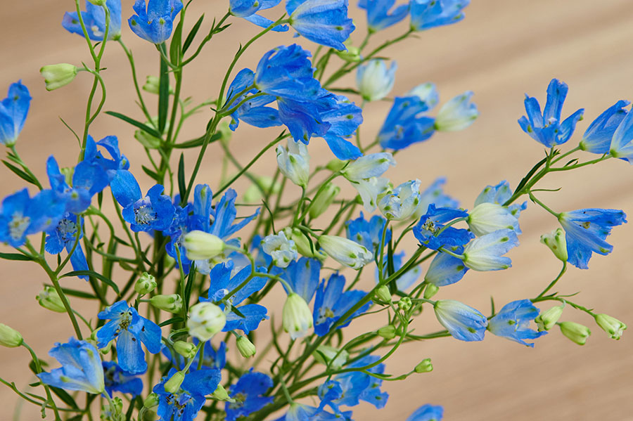 青い花 で夏の暮らしを涼やかに インクを使って簡単に作る方法も 新しい私を 花と Playful Flower Life