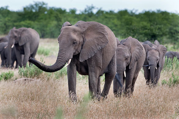 南ア最大の野生動物保護区に暮らす ビッグ5 と呼ばれる動物とは 今日の絶景