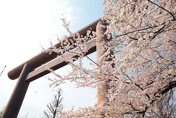 東京地方の開花を告げる標本木のある 靖国神社 で厳か 賑やかなお花見を 都心の桜 散策とグルメを楽しむお花見ガイド