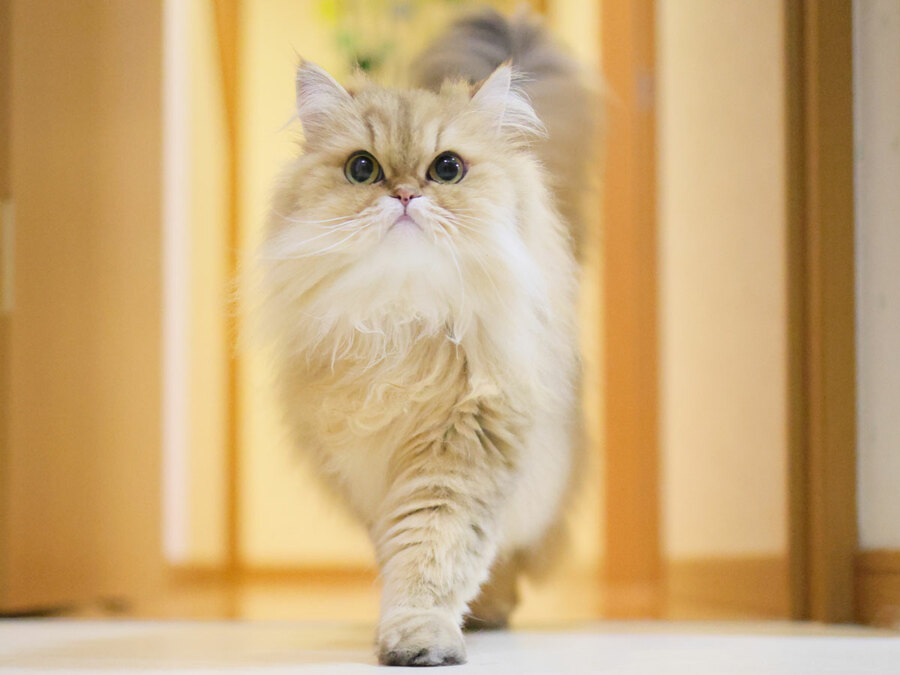 【かわいいニャングランプリ2025】その輝きにノックダウン！ 美猫部門発表！《CREA×ＢＳテレ東「猫の日」コラボ》