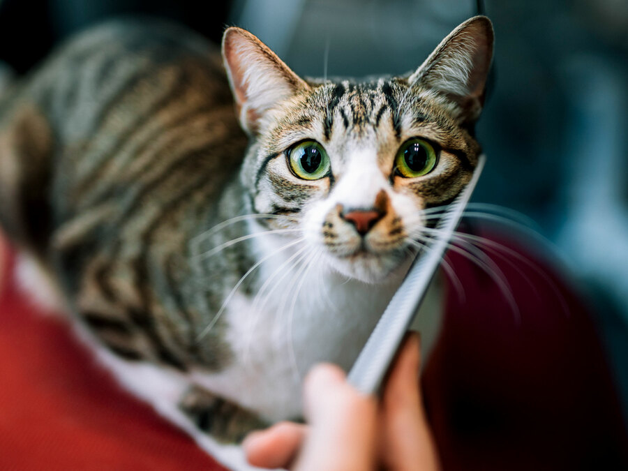 猫の「社会化」は、一生続く幸せへのパスポート。子猫のうちに知っておきたい、人と猫が健やかに暮らすためのヒントとは？