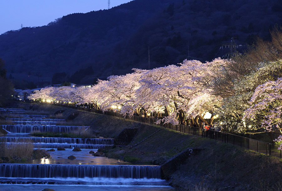 神奈川県 春の絶景 風物詩4選 桜と美しい山が織りなす日本の原風景 いつか行きたい 日本にしかない風景 再発見