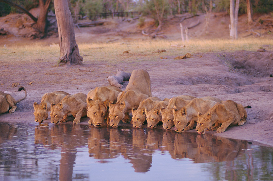水を飲むライオン親子がかわいい アフリカの砂漠に突如出現する湿地帯 今日の絶景