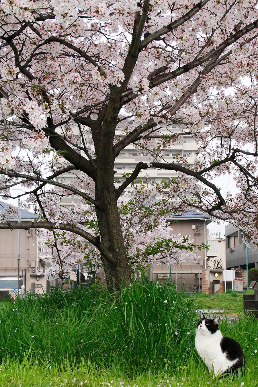 猫も桜が名残惜しいようで 佐々木まことの犬猫脱力写真館 佐々木まことの犬猫脱力写真館