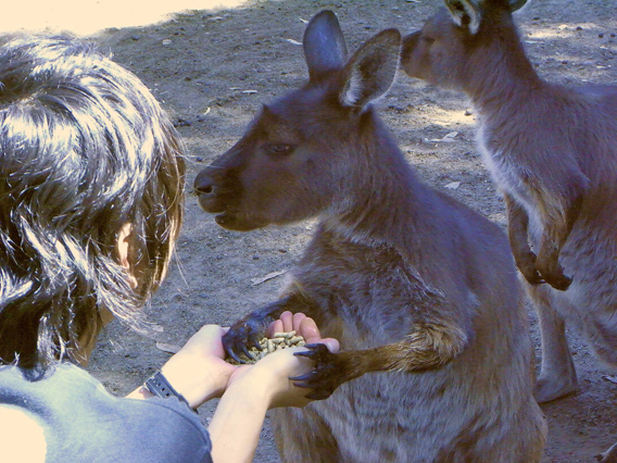 野生動物も保護動物もみんな幸せ 豪州の楽園 カンガルー島 トラベルライターの旅のデジカメ虫干しノート